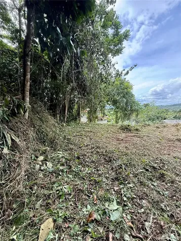 Calle Pineros Cayey PR 00736