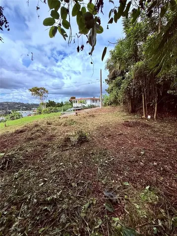 Calle Pineros Cayey PR 00736