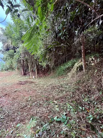 Calle Pineros Cayey PR 00736