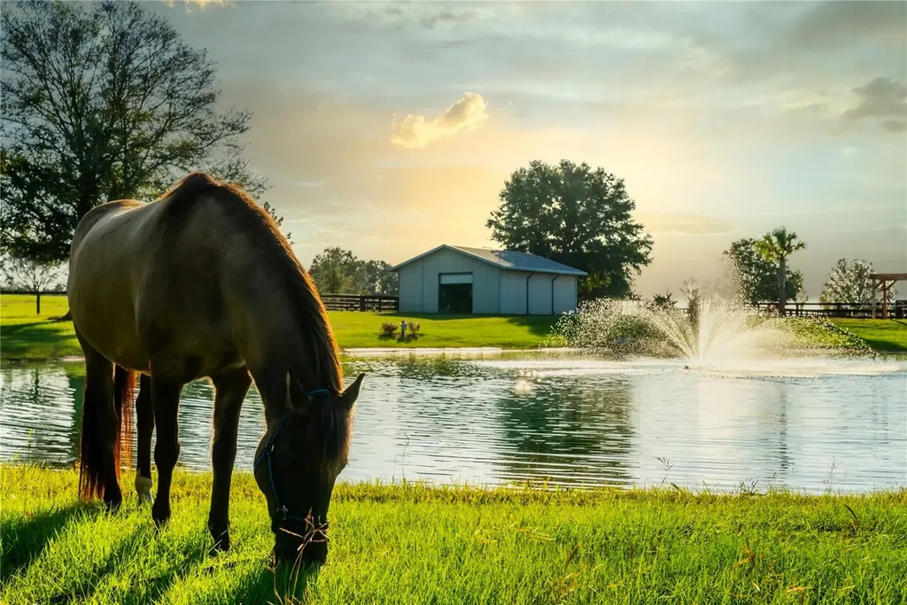 3650 SE 165th Avenue Morriston FL 32668
