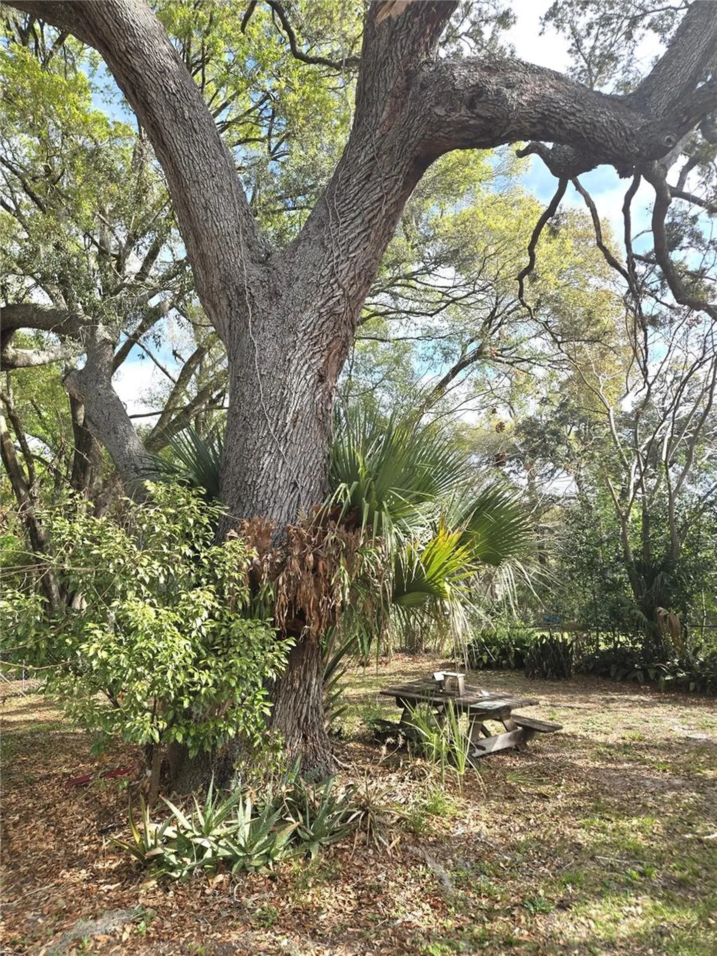 2455 Royal Road Deland FL 32724