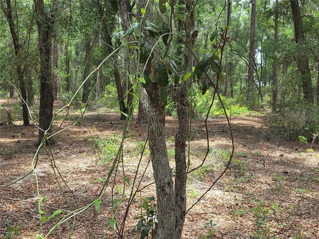 37600 Rolling Acres Road Lady Lake FL 32159