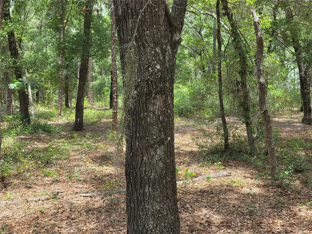 37600 Rolling Acres Road Lady Lake FL 32159