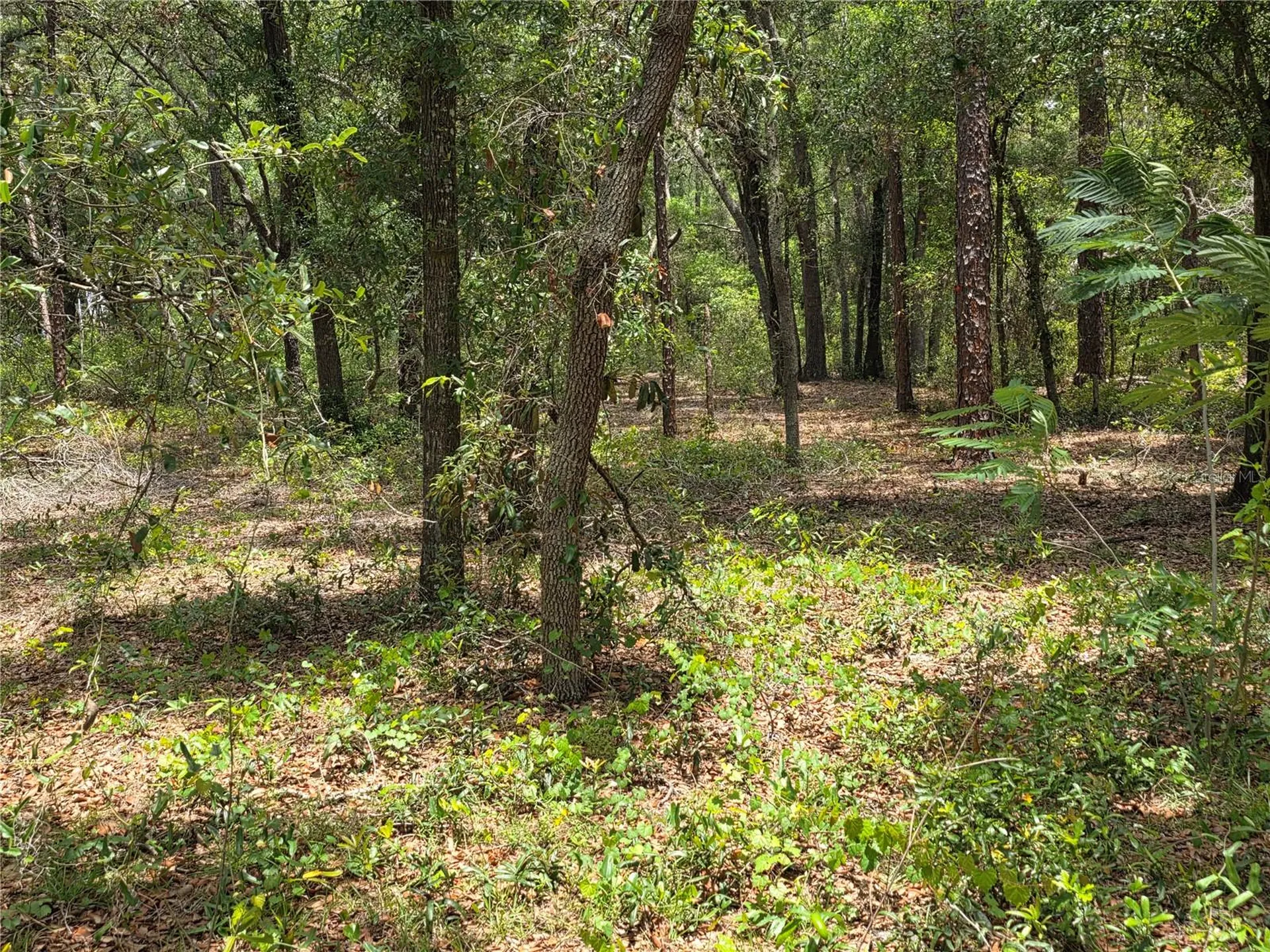 37600 Rolling Acres Road Lady Lake FL 32159