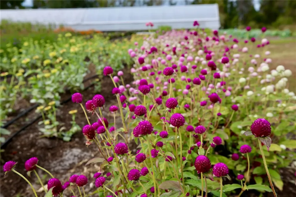 17620 Nectar Flume Drive Land O Lakes FL 34638