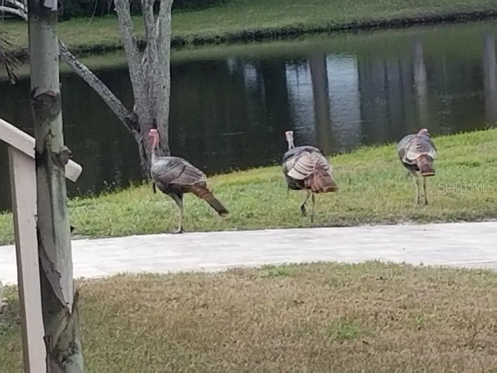 5904 Springrun Court Holiday FL 34690