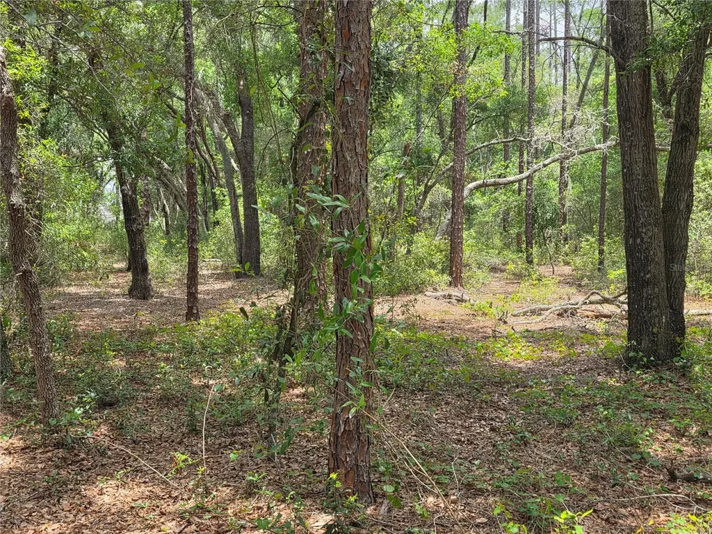 Rolling Ares Road W Lady Lake FL 32159