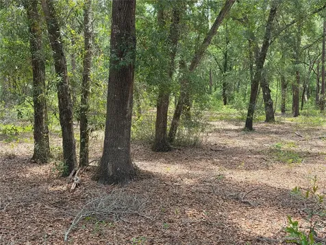Rolling Ares Road W Lady Lake FL 32159