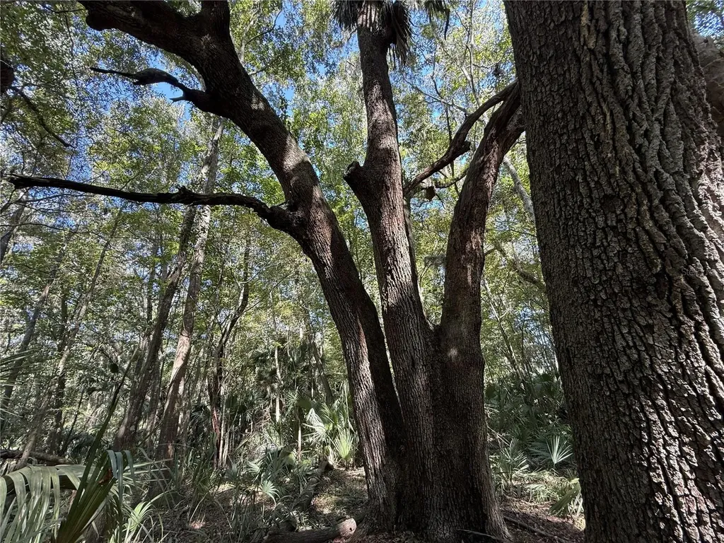 Drive #7 (10ac) NW 193rd Street Micanopy FL 32667