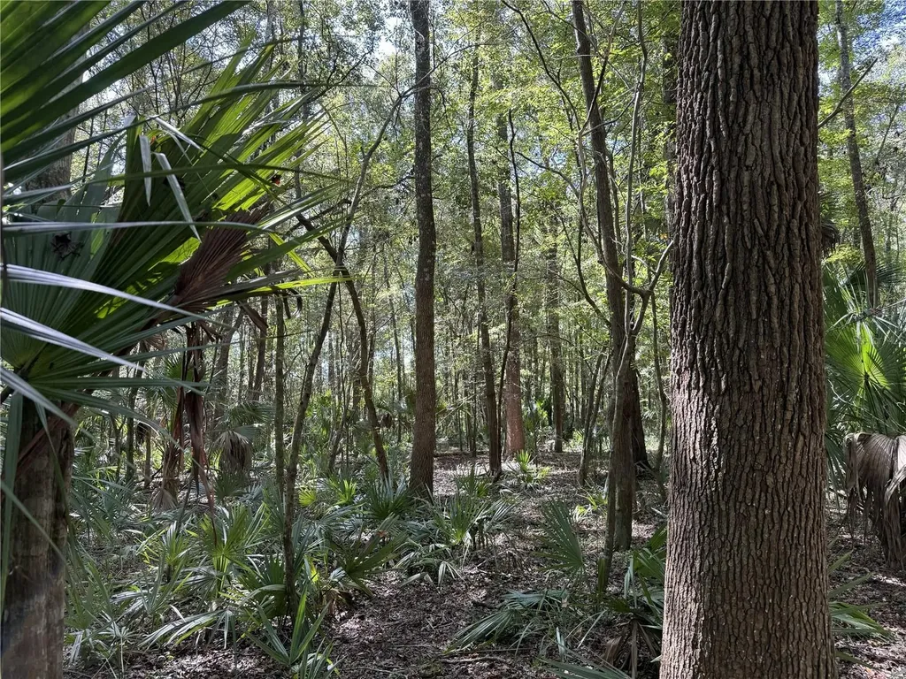 Drive #7 (10ac) NW 193rd Street Micanopy FL 32667