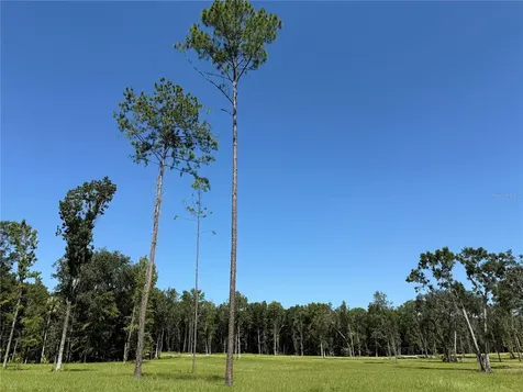 Drive #7 (10ac) NW 193rd Street Micanopy FL 32667