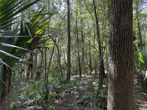 Drive #7 (10ac) NW 193rd Street Micanopy FL 32667