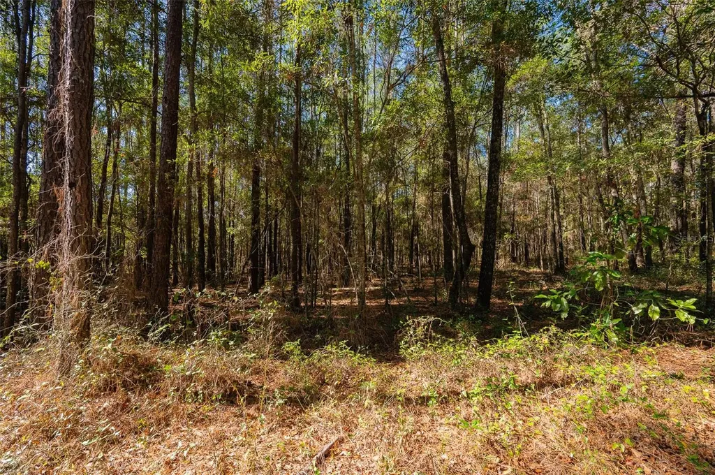 Tbd N County Road 1491 Alachua FL 32615