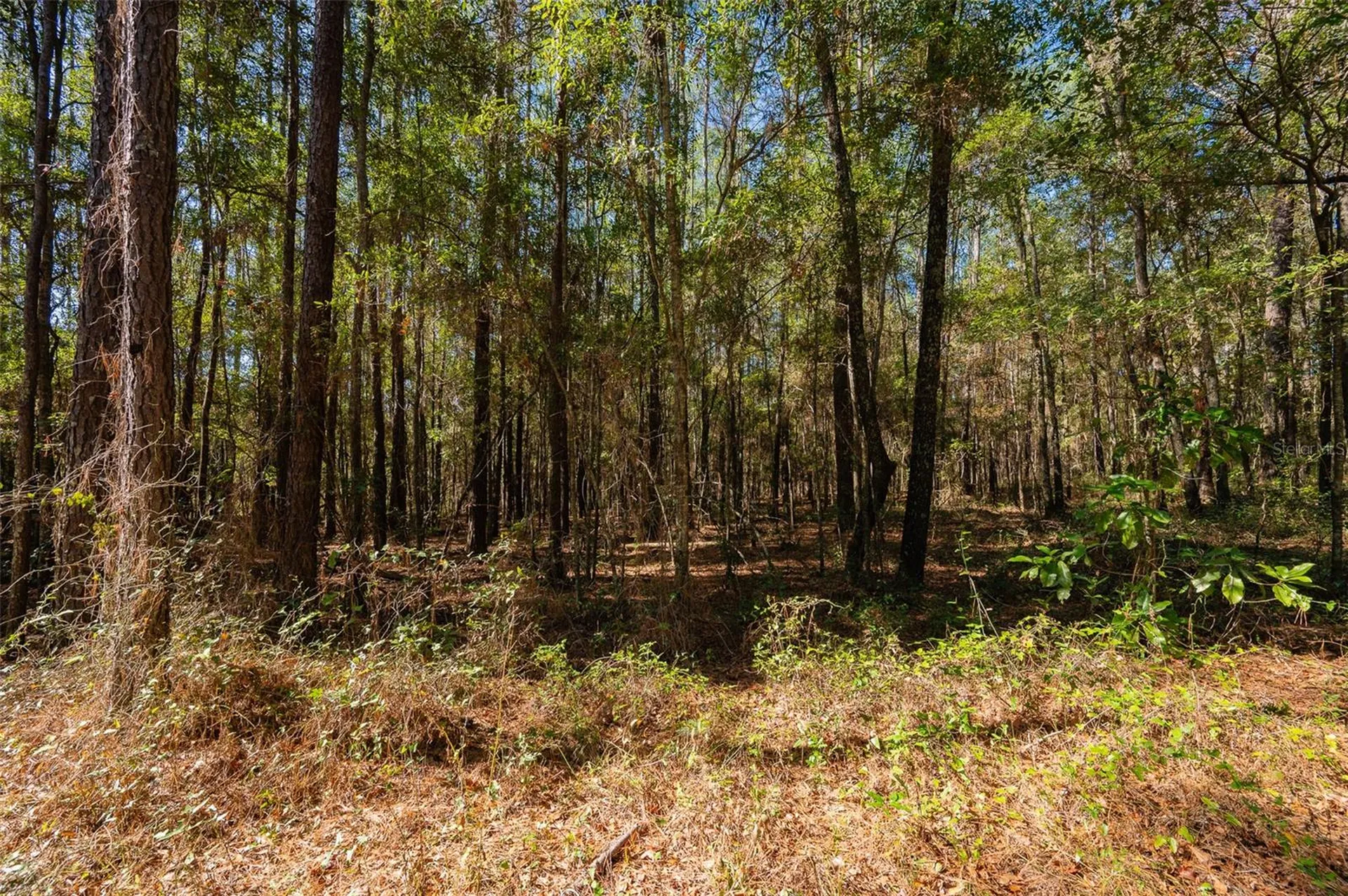 Tbd N County Road 1491 Alachua FL 32615