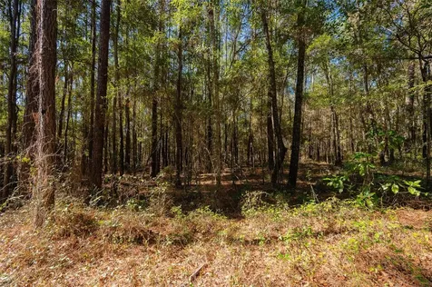 Tbd N County Road 1491 Alachua FL 32615