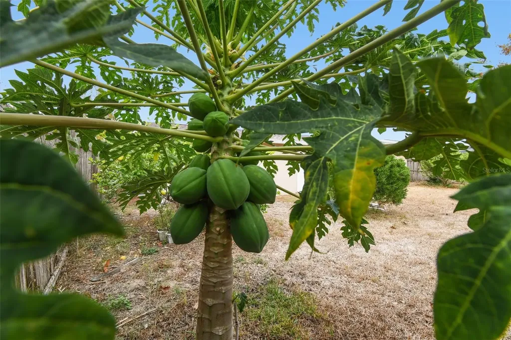 7810 Birchwood Drive Port Richey FL 34668