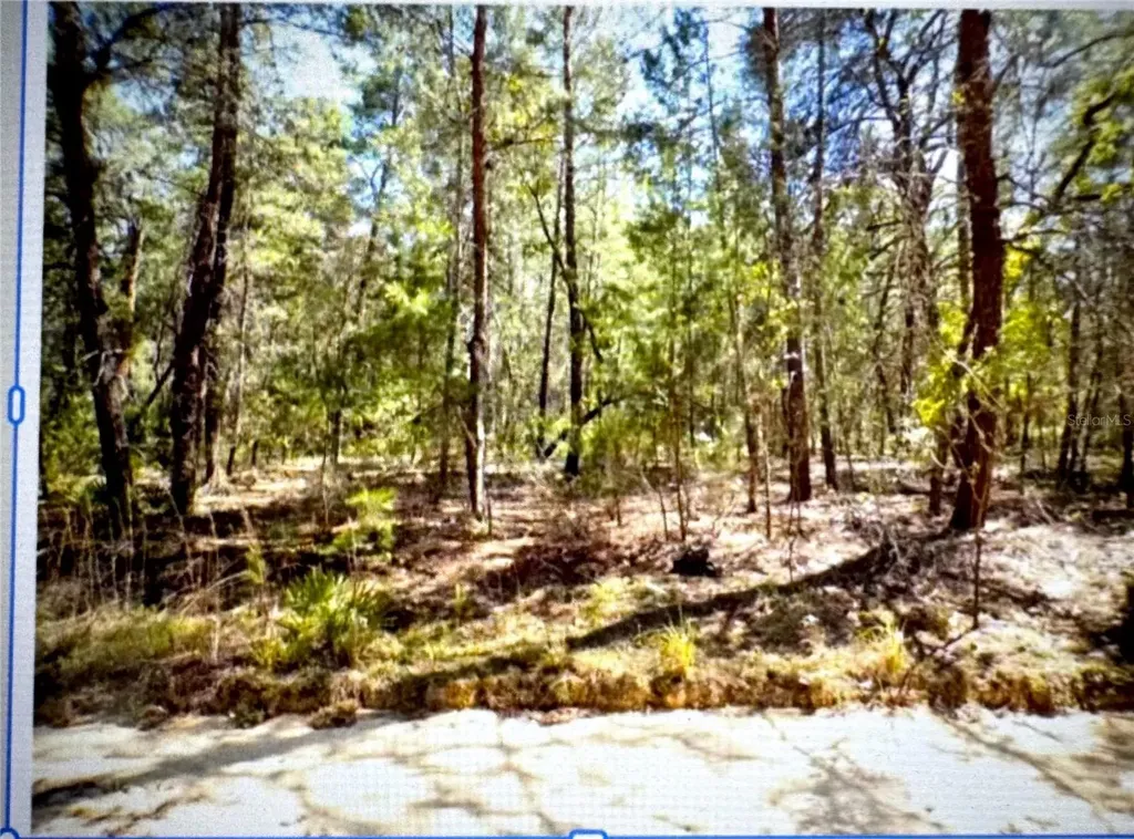 Old Bellamy Trail Melrose FL 32666
