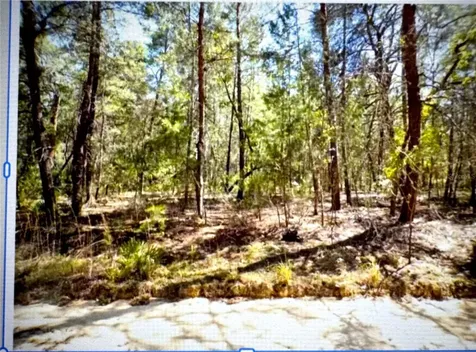Old Bellamy Trail Melrose FL 32666
