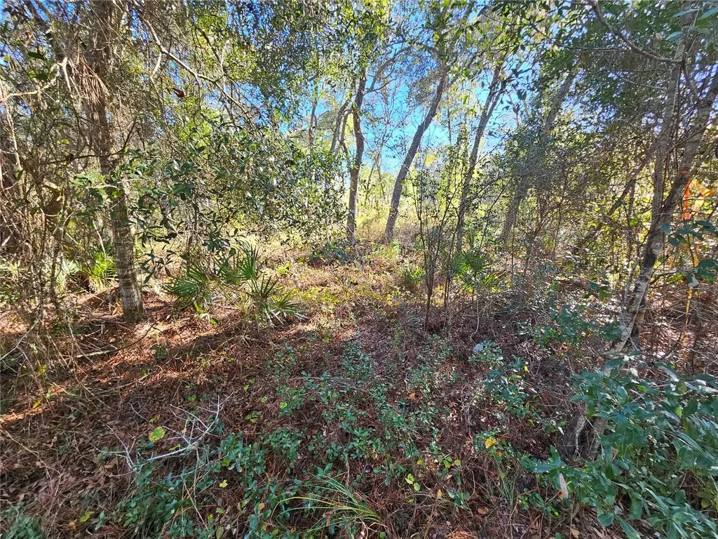 Berryhill Drive Webster FL 33597