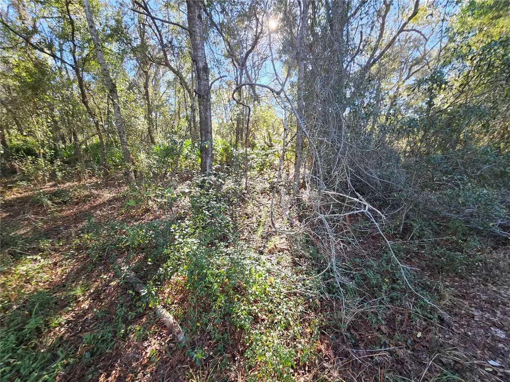 Berryhill Drive Webster FL 33597