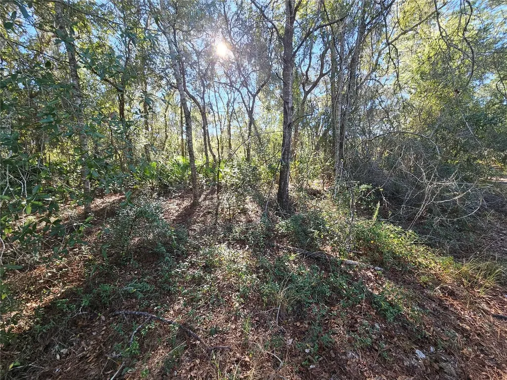 Berryhill Drive Webster FL 33597