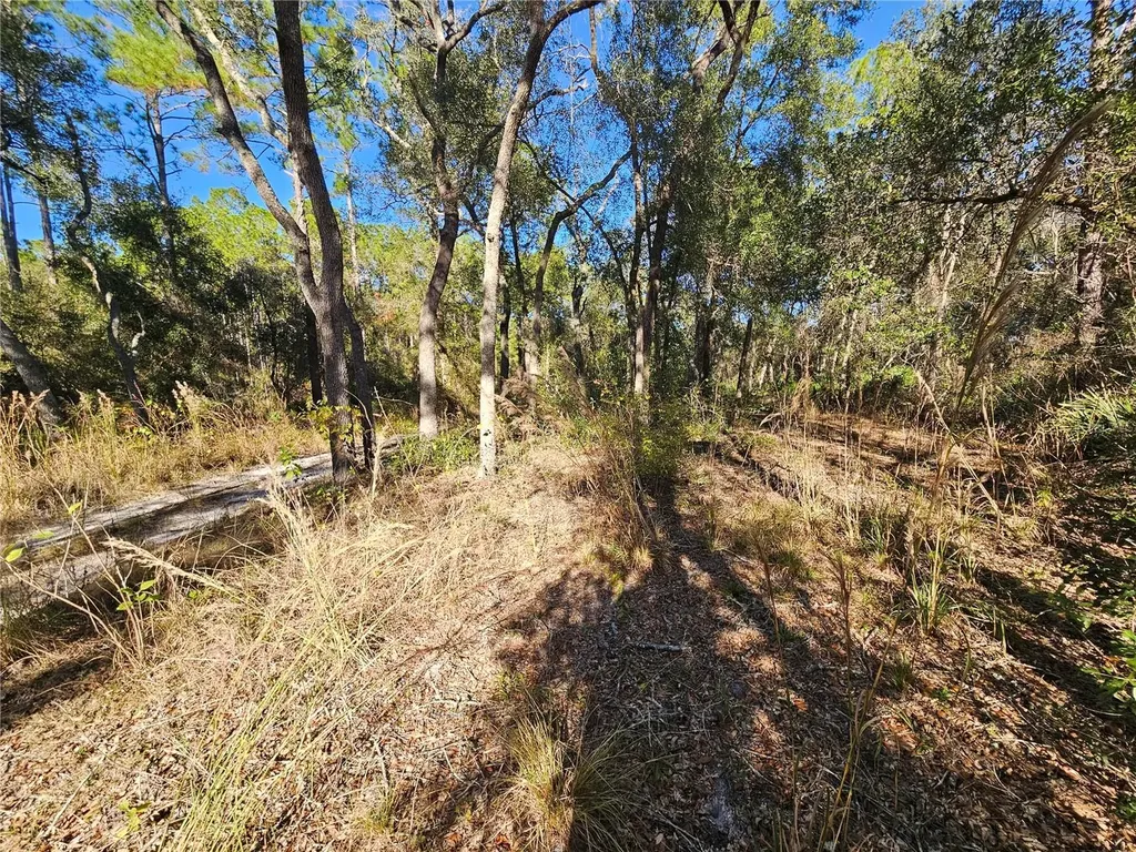 Berryhill Drive Webster FL 33597