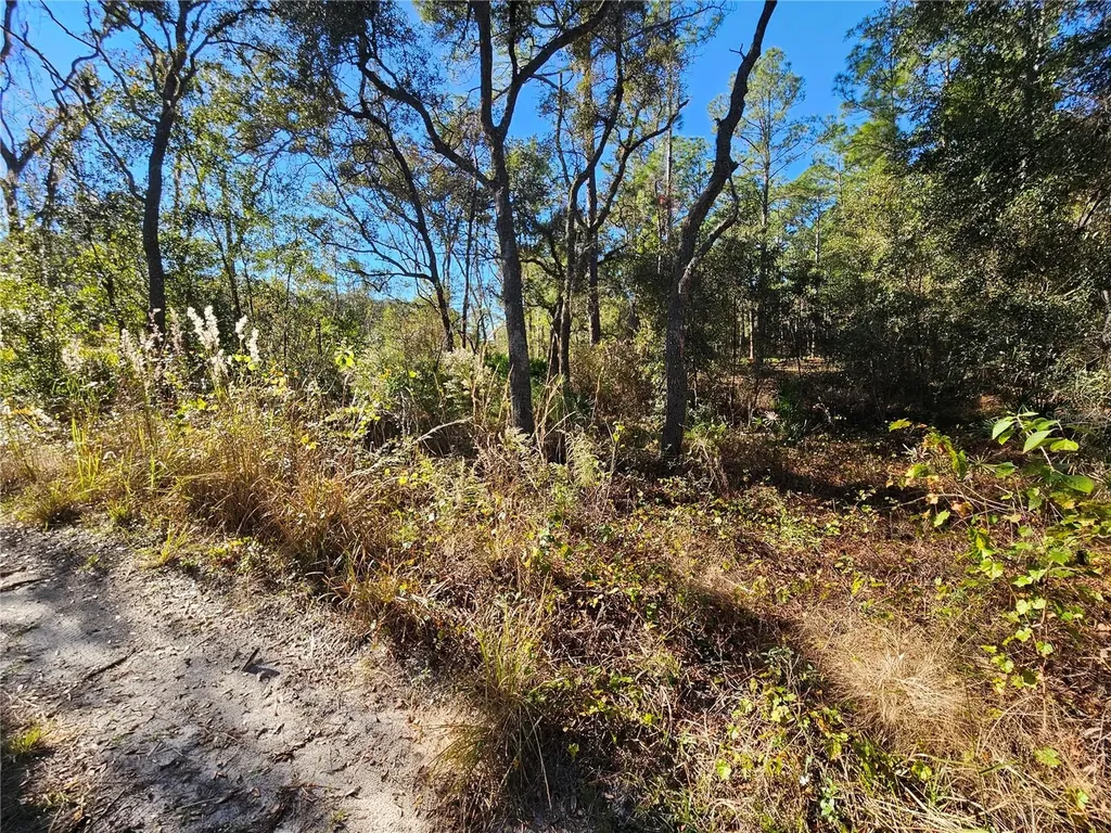 Berryhill Drive Webster FL 33597