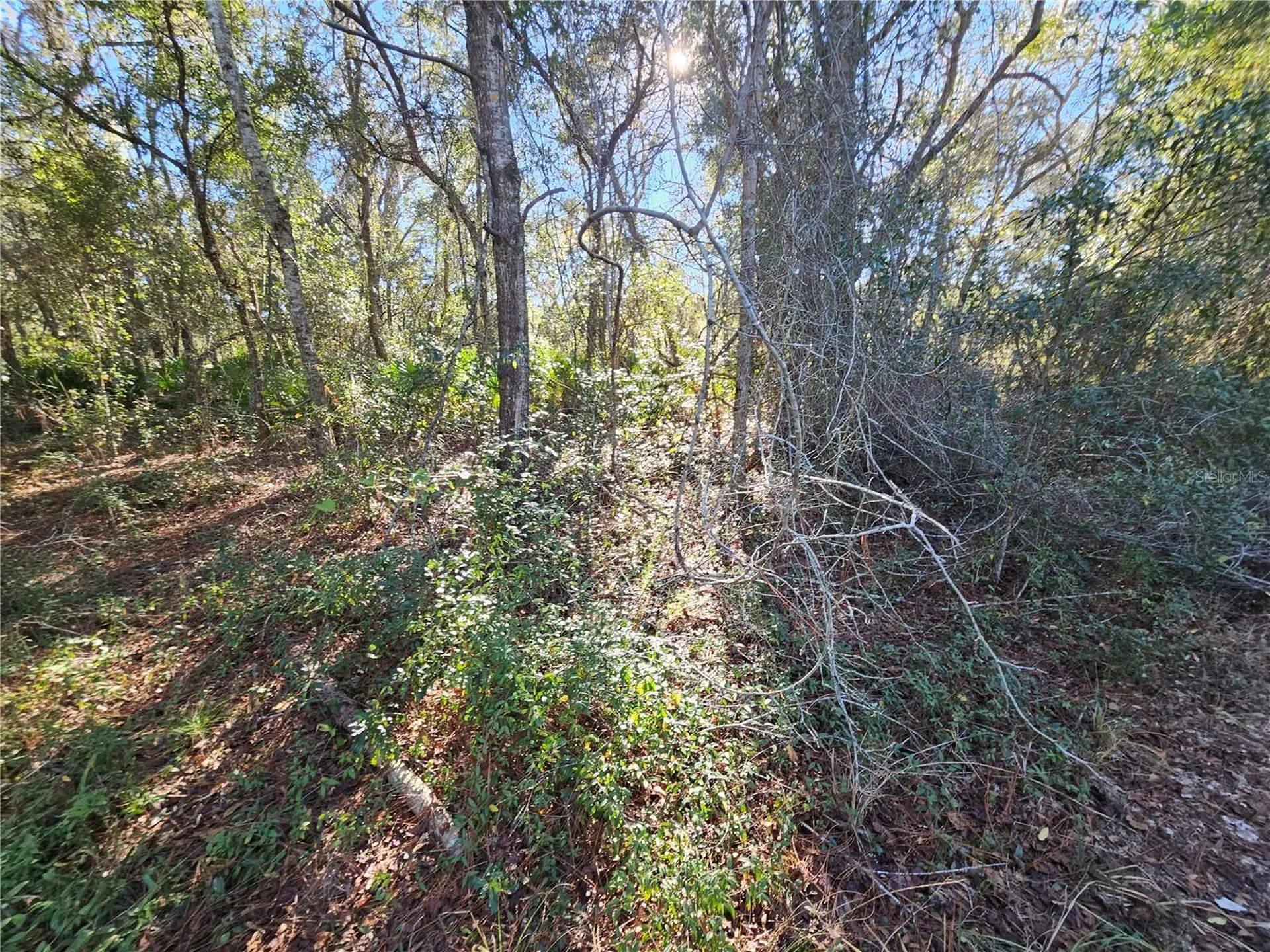 Berryhill Drive Webster FL 33597