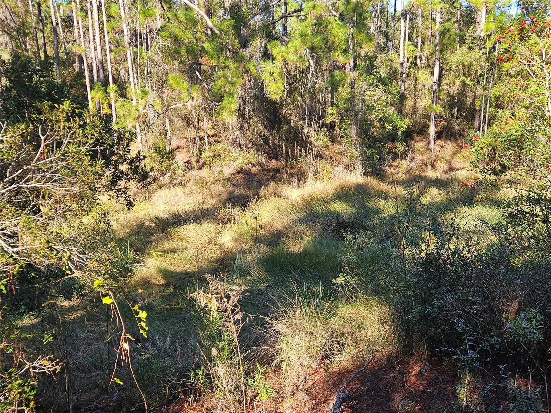 Berryhill Drive Webster FL 33597