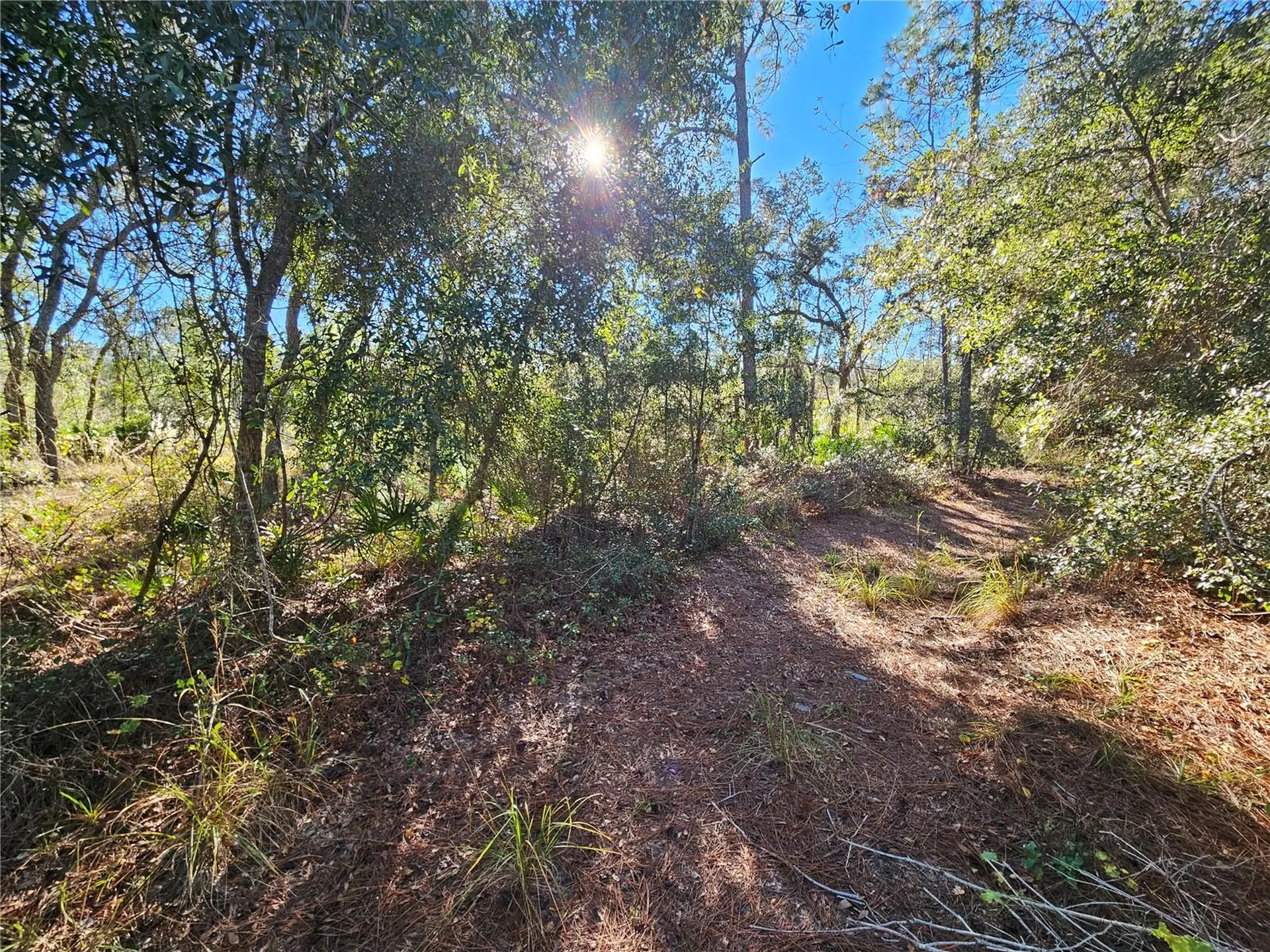Berryhill Drive Webster FL 33597