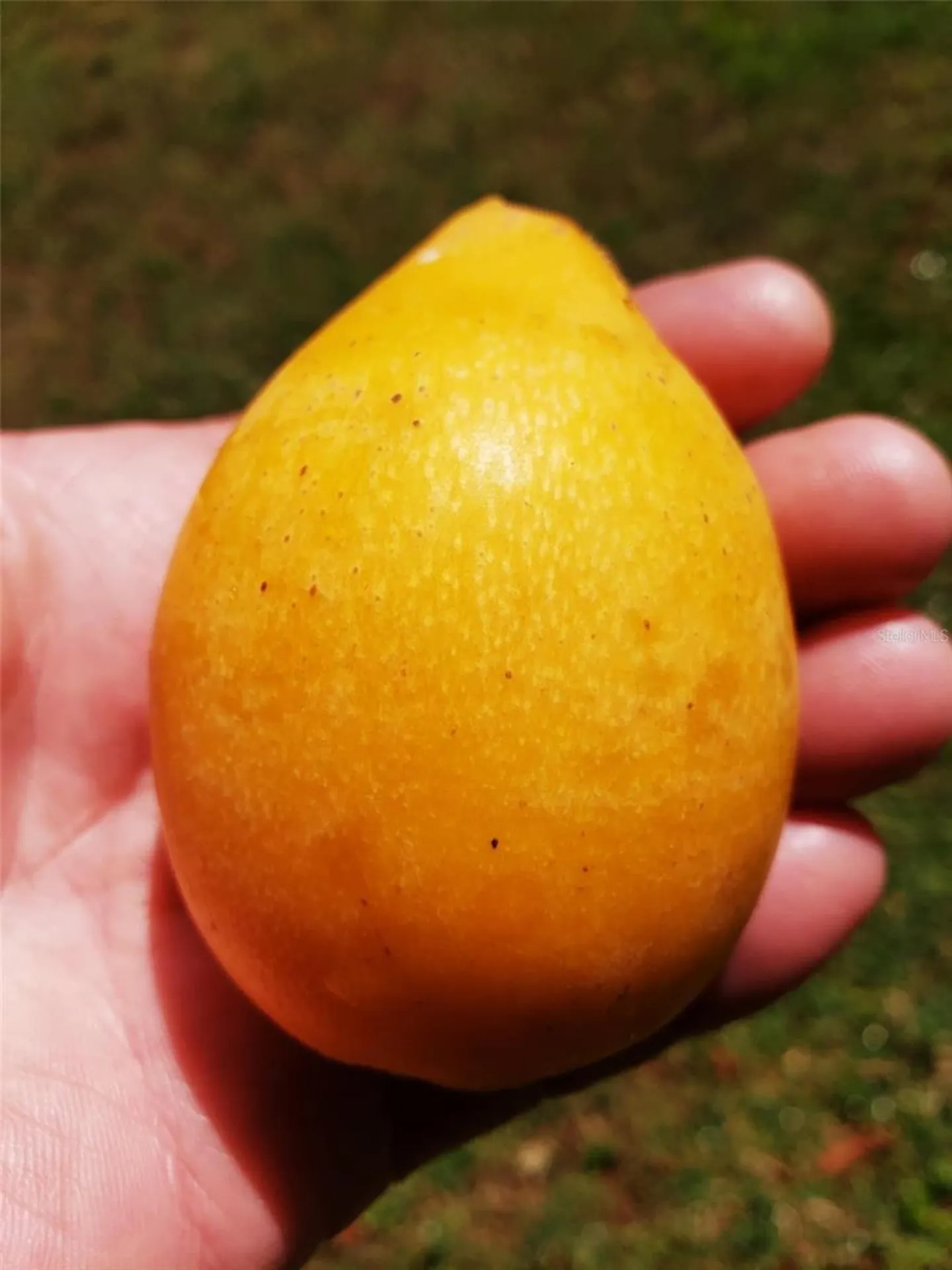 5504 Bruton Road Plant City FL 33565