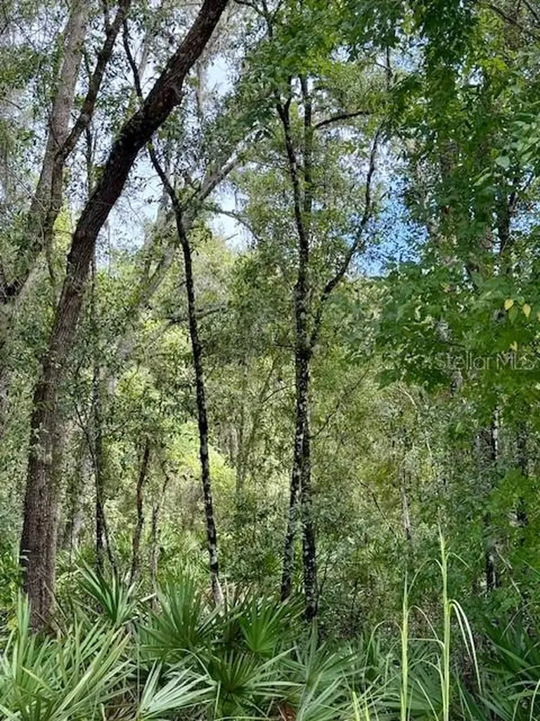 0 Gresham Road Webster FL 33597