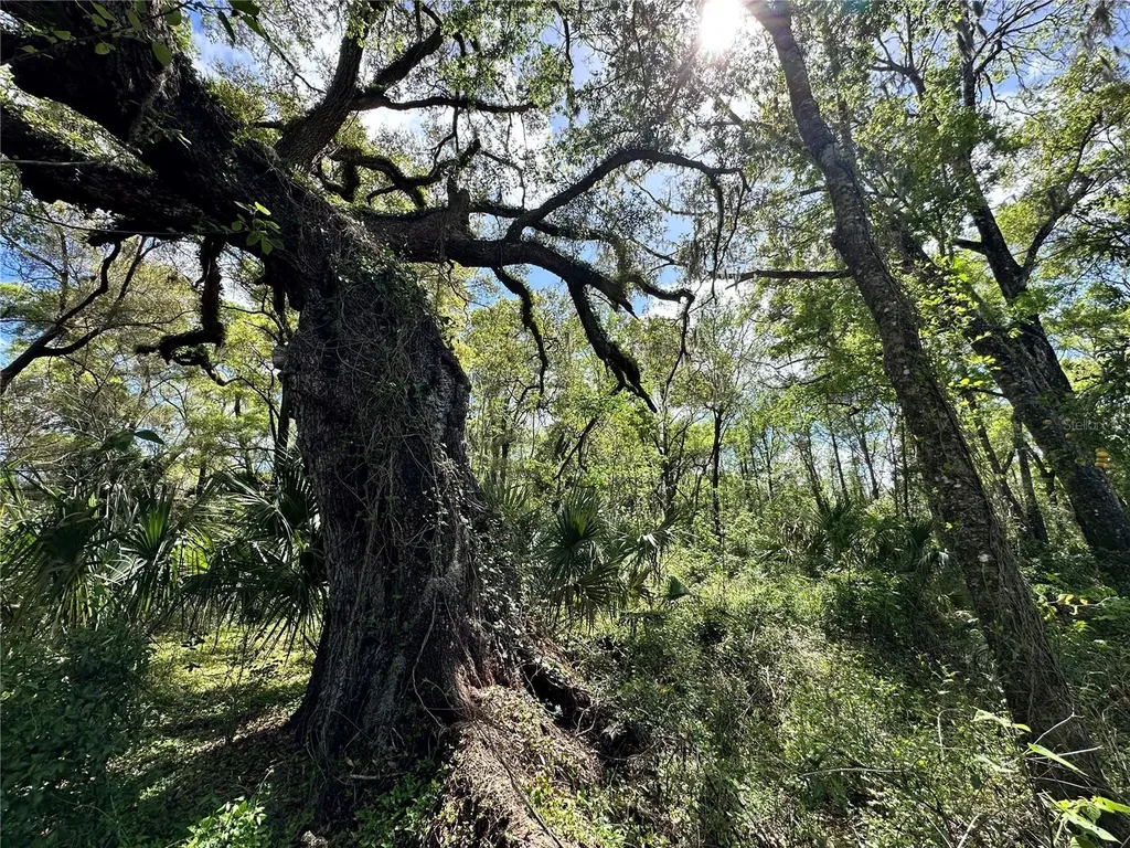 Tbd SW 5th Lane Ocala FL 34481