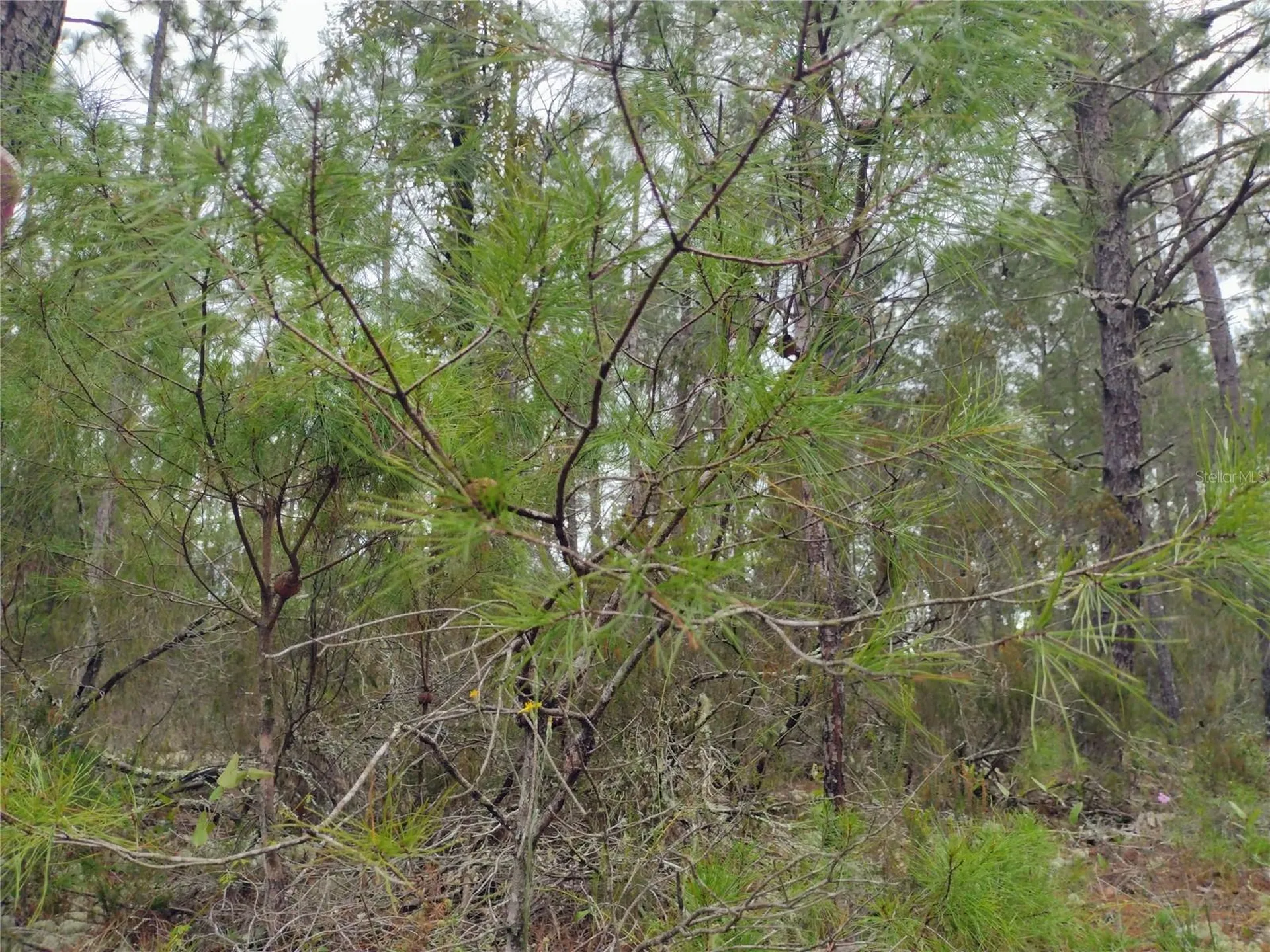 171 7th Way Interlachen FL 32148