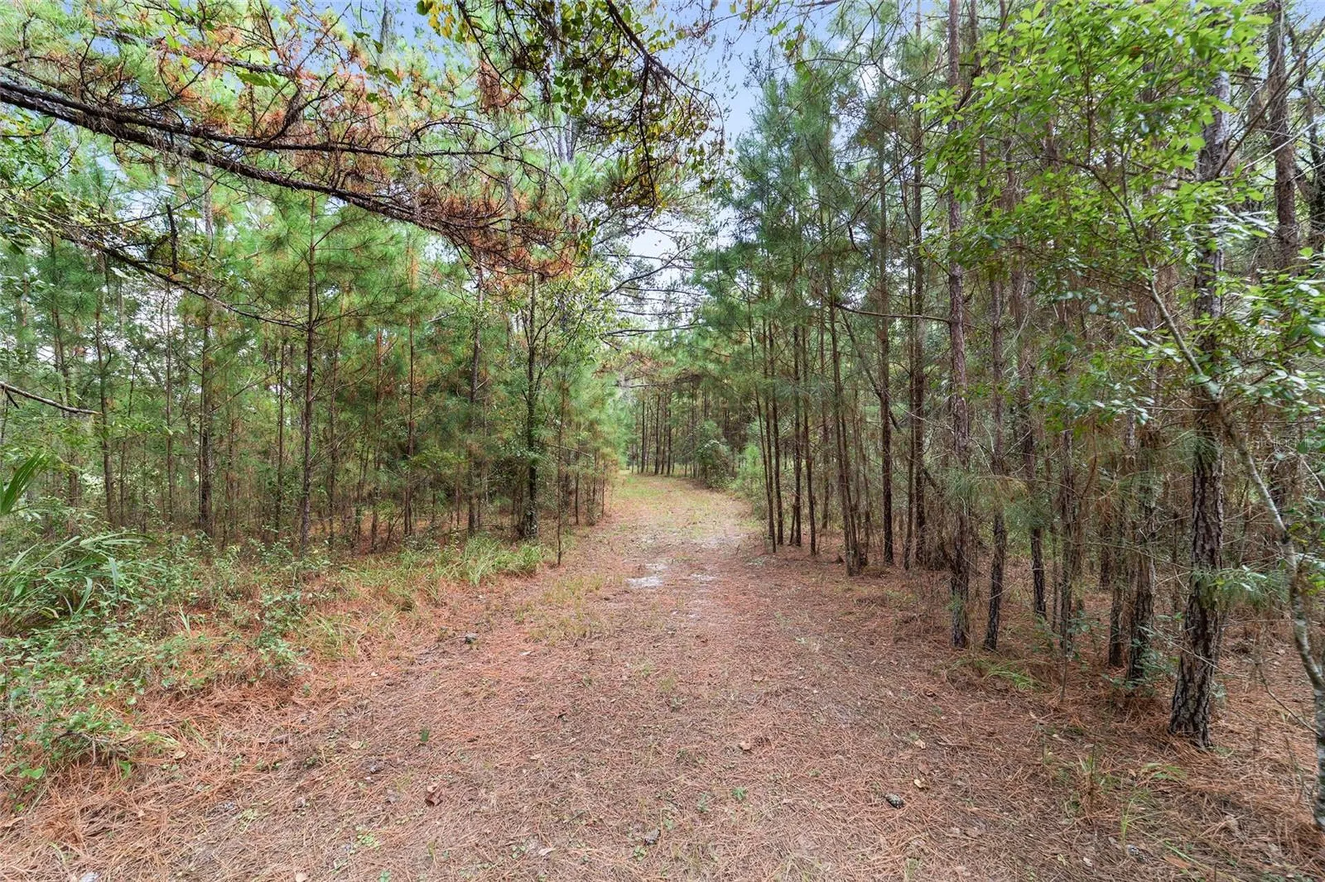 15600 NW 185th Street Williston FL 32696