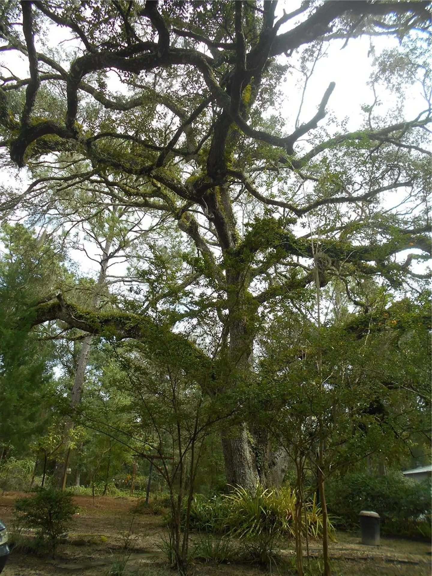 20425 NE 143rd Street Salt Springs FL 32134