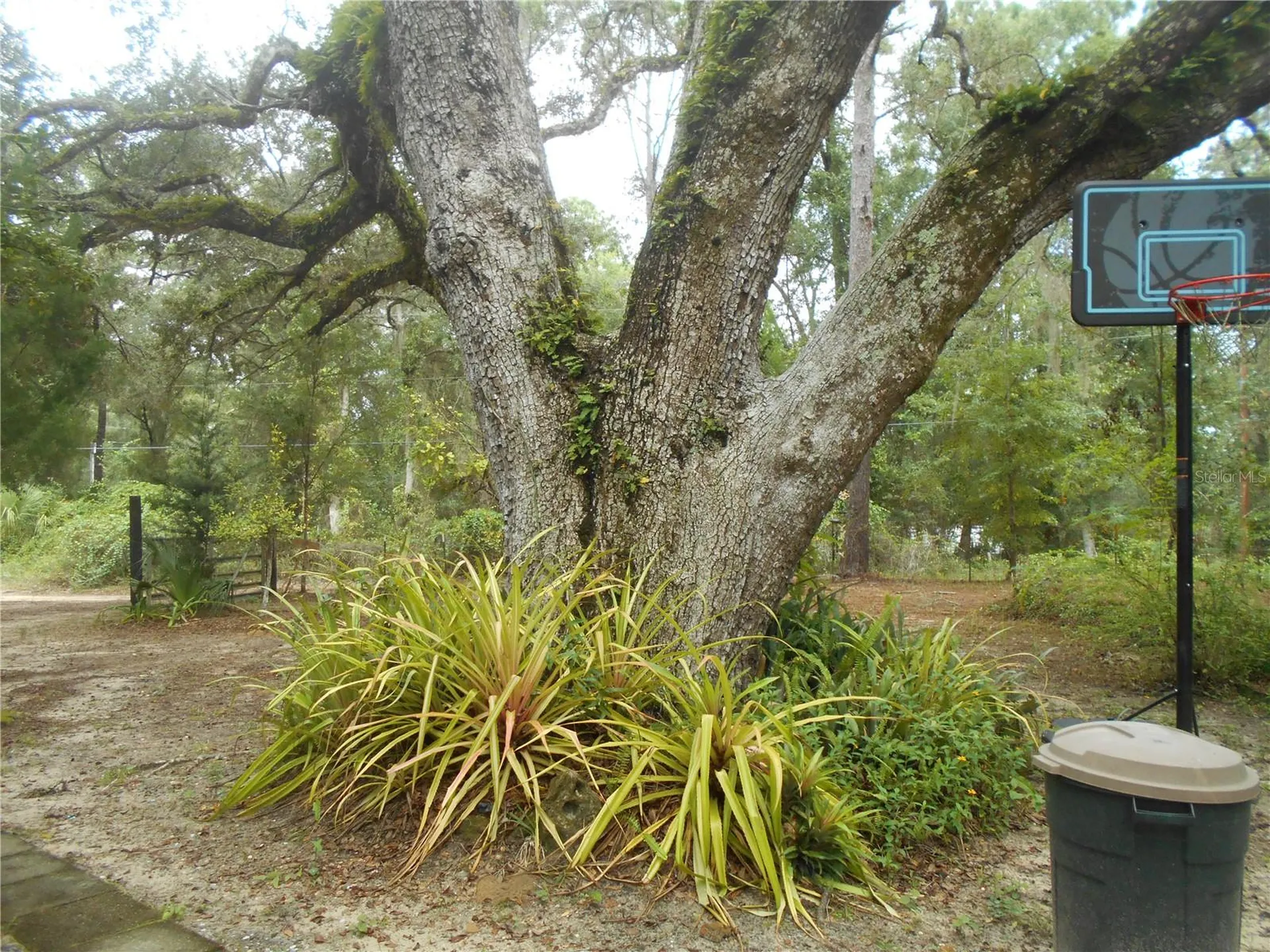 20425 NE 143rd Street Salt Springs FL 32134