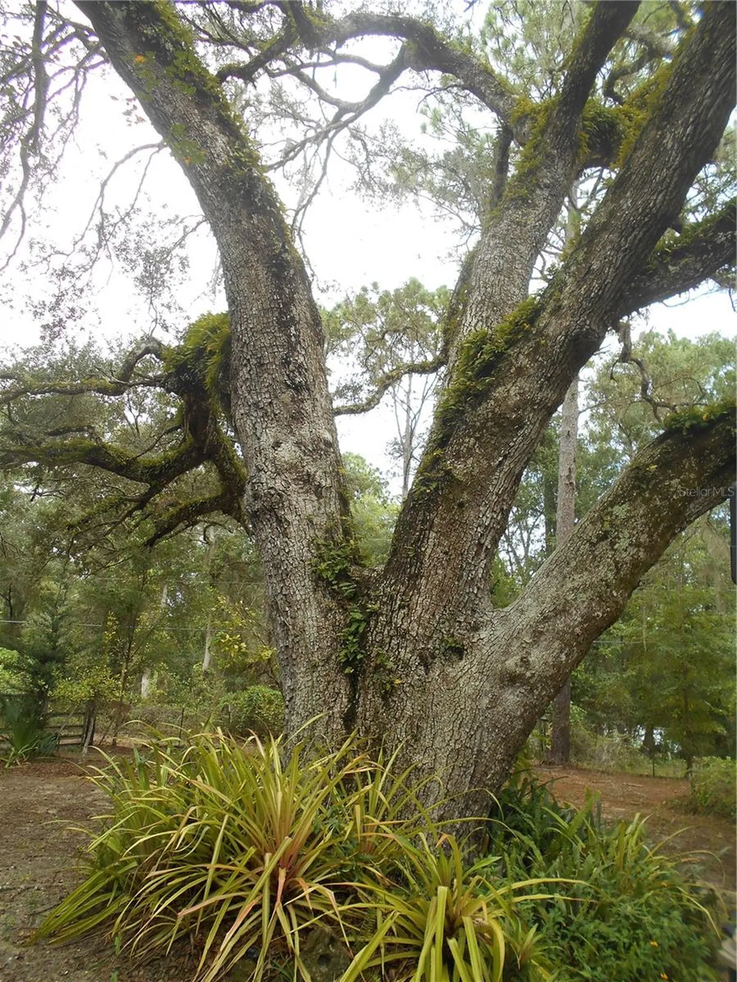 20425 NE 143rd Street Salt Springs FL 32134