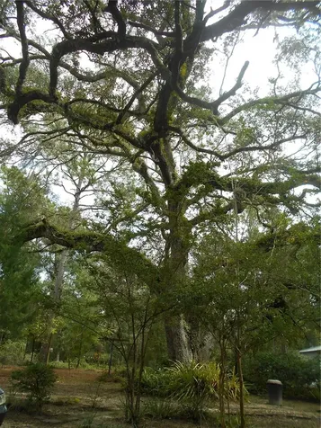 20425 NE 143rd Street Salt Springs FL 32134