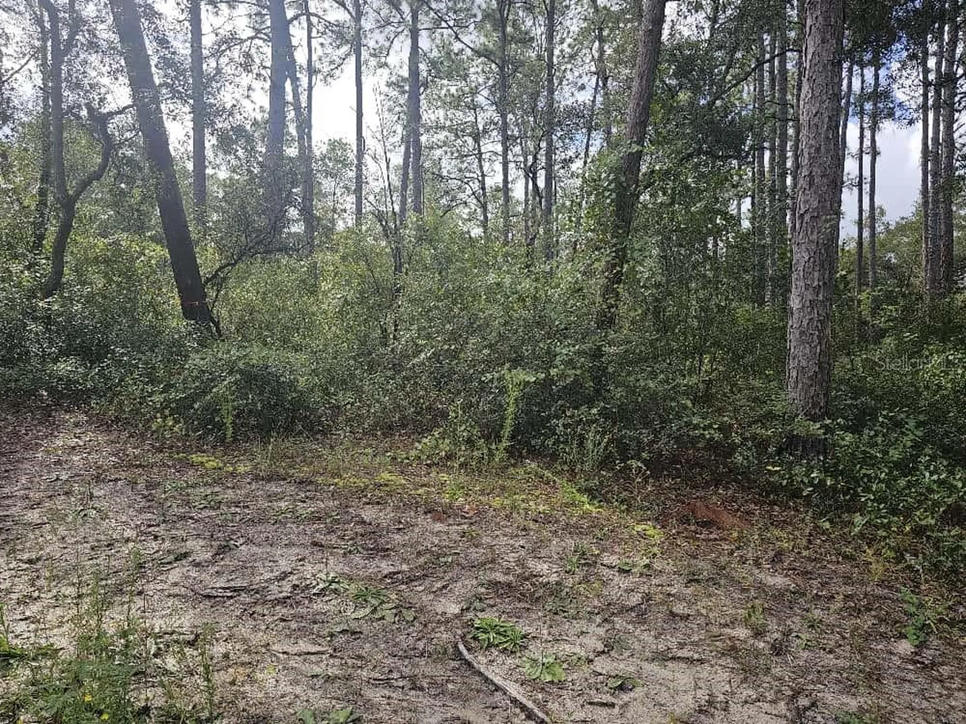 SE 92nd Place Ocklawaha FL 32179