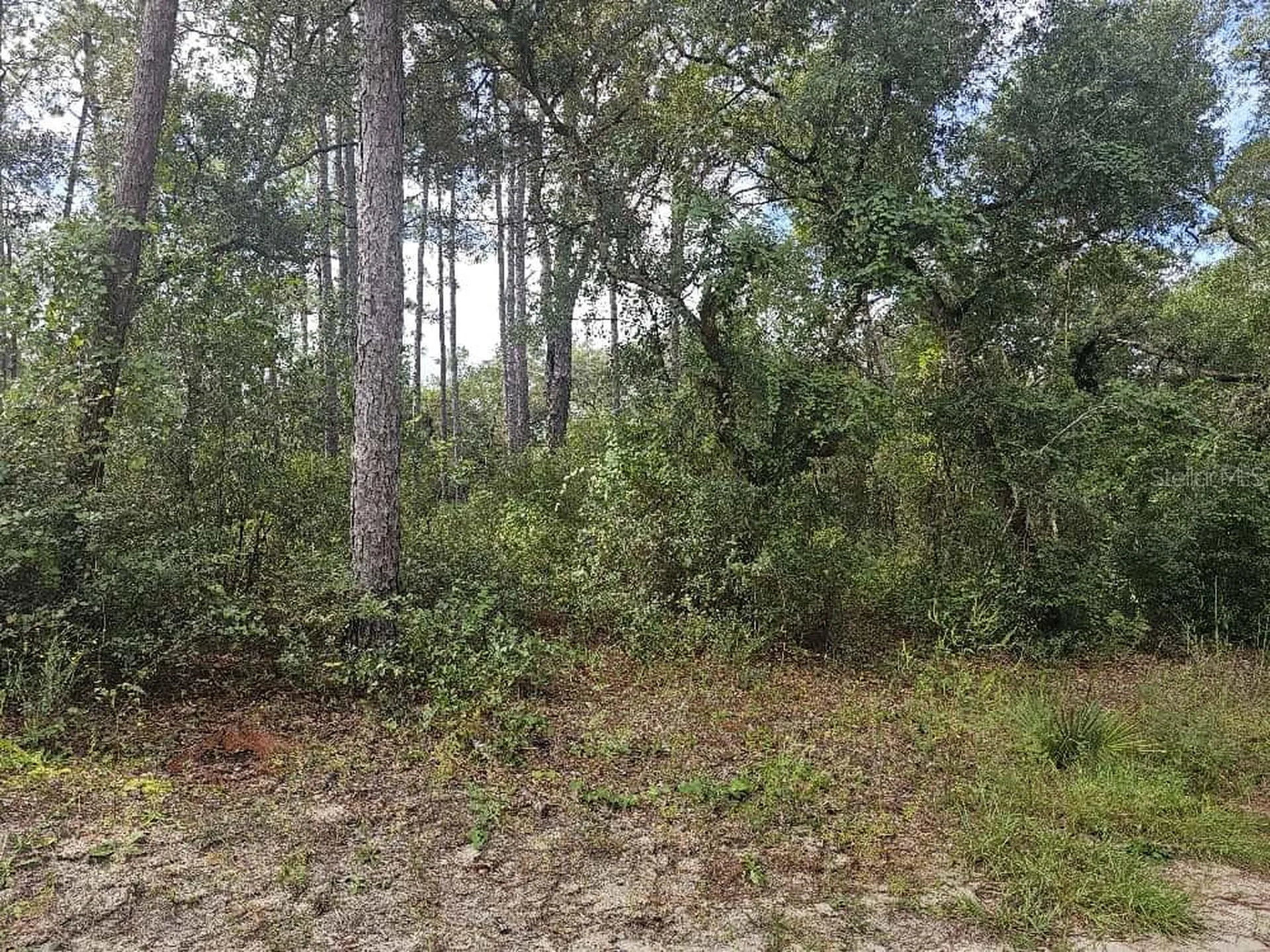 SE 92nd Place Ocklawaha FL 32179
