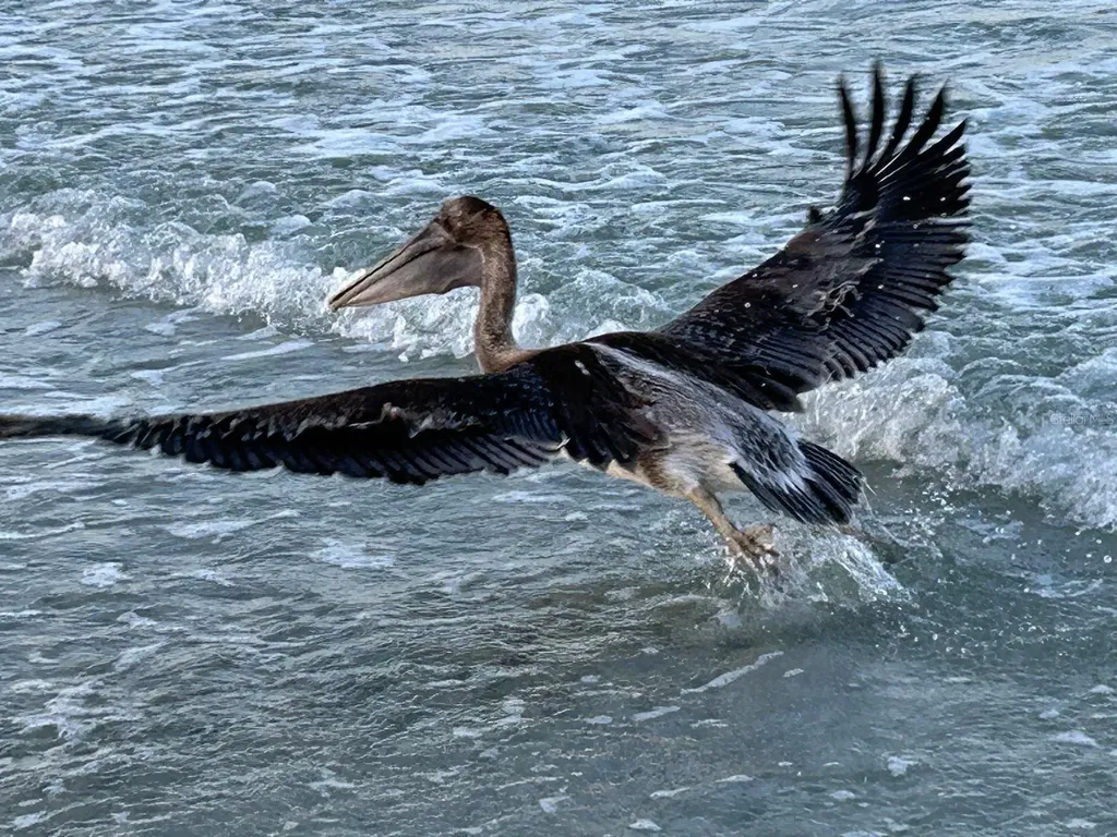 19610 Gulf Boulevard Indian Shores FL 33785