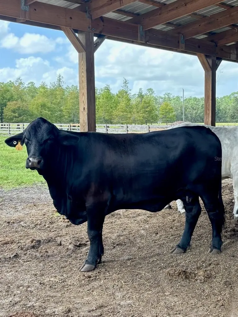 1126 County Road 665 Ona FL 33865