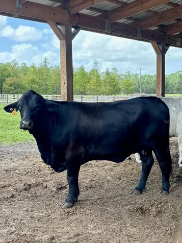 1126 County Road 665 Ona FL 33865