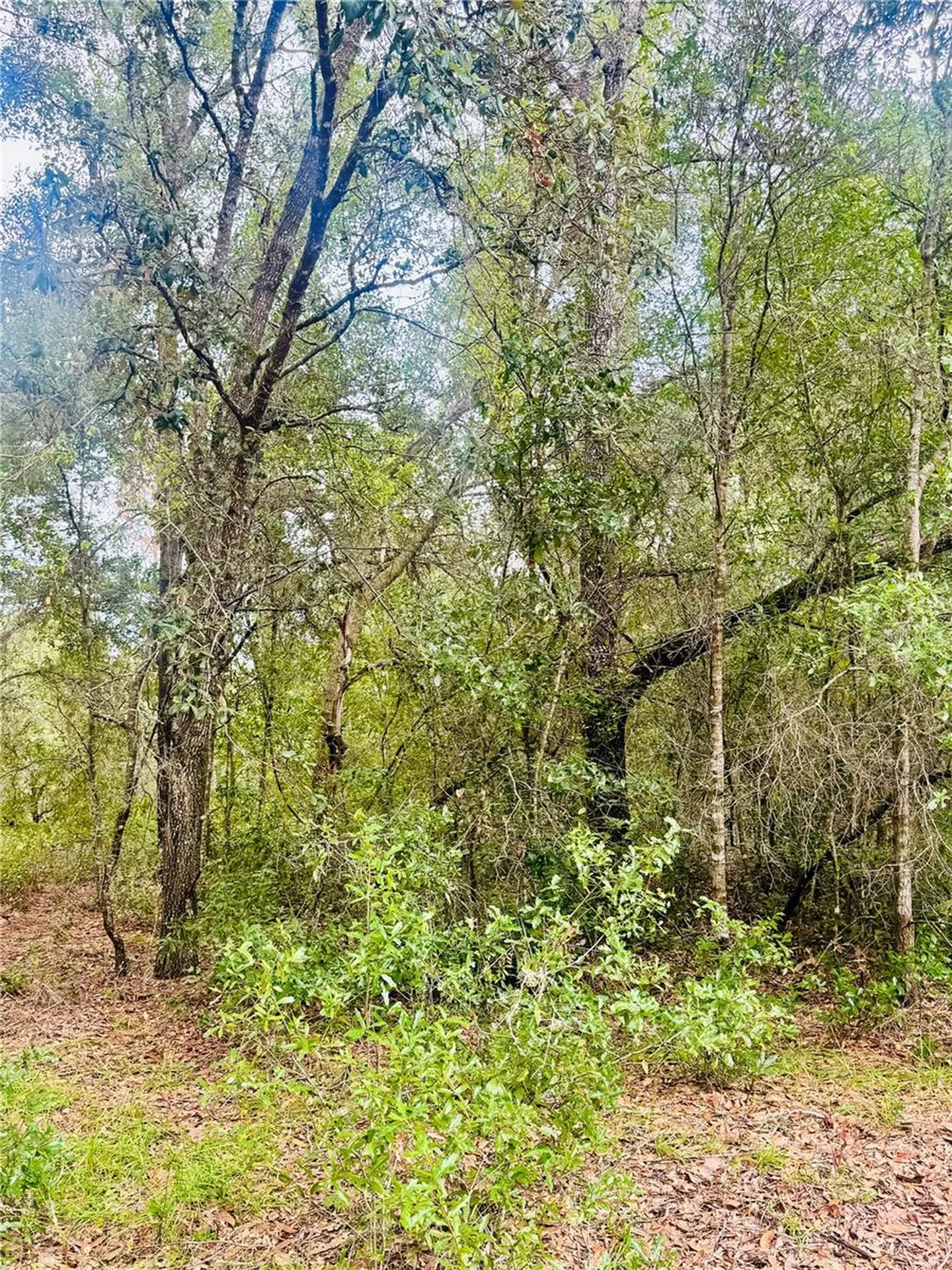 2203 Adams Street Inverness FL 34453