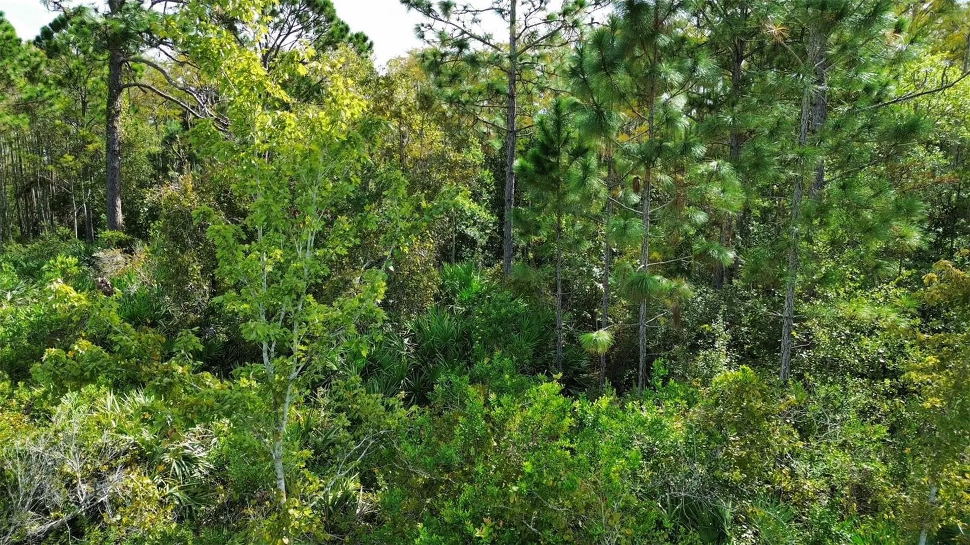 Bassett Avenue Orlando FL 32833