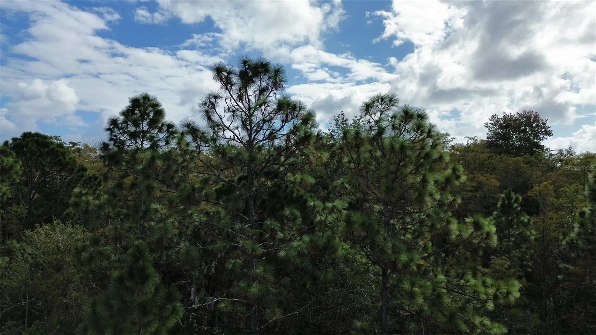 Bassett Avenue Orlando FL 32833