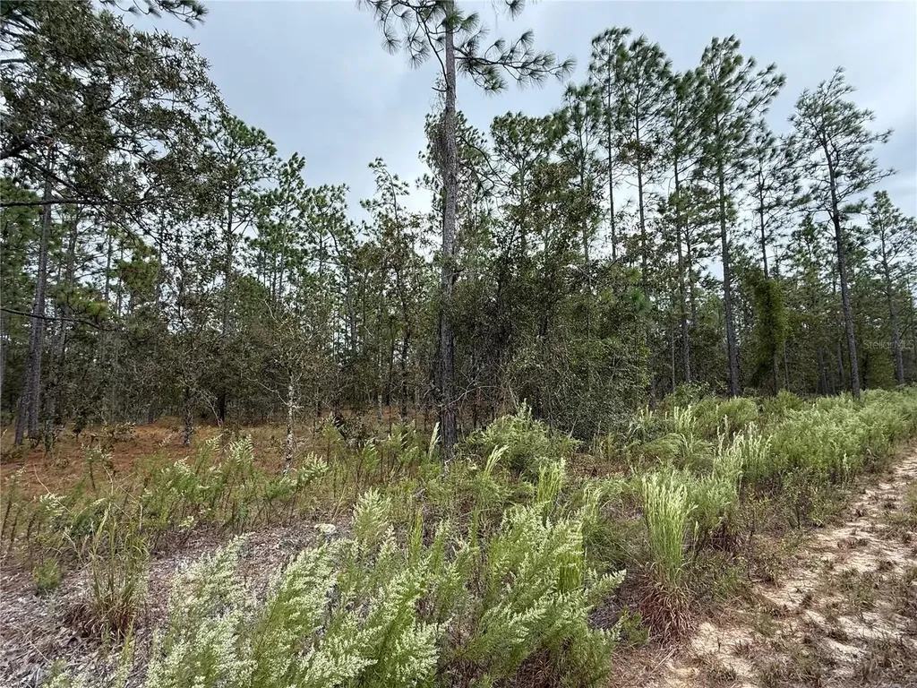 0 NW Alvarez Road Dunnellon FL 34431