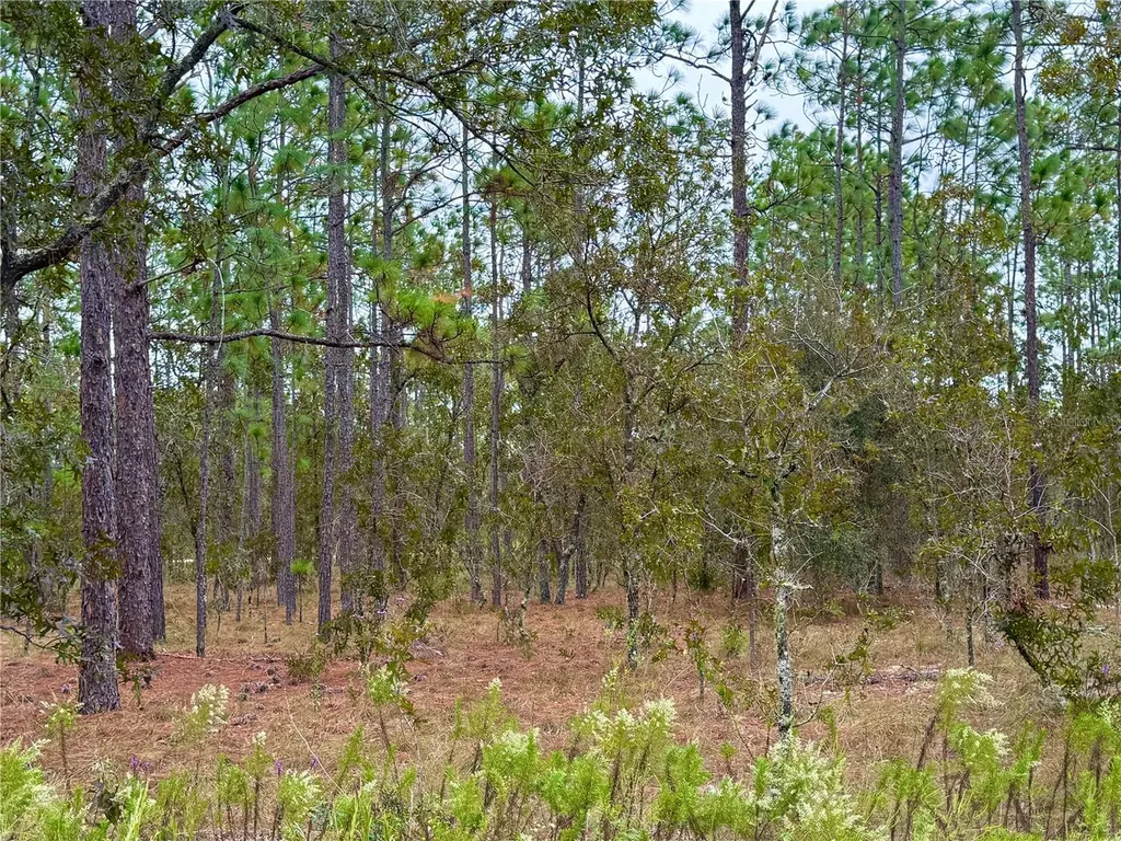 0 NW Alvarez Road Dunnellon FL 34431