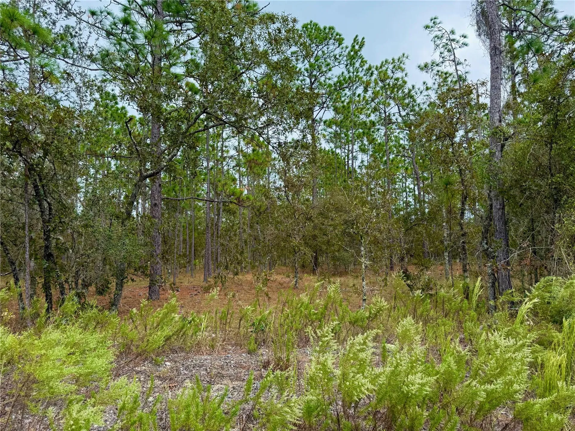 0 NW Alvarez Road Dunnellon FL 34431